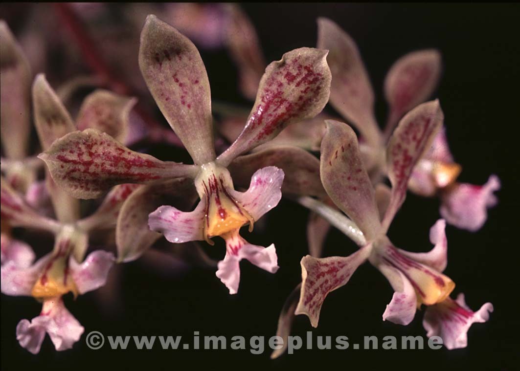 004-Ancyclia-A.jpg