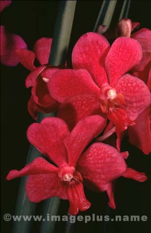 006-Vanda-A.jpg