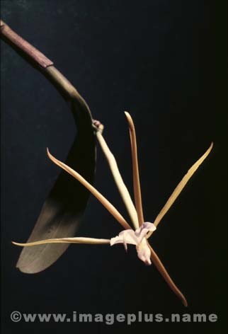008-Epidendrum-A.jpg