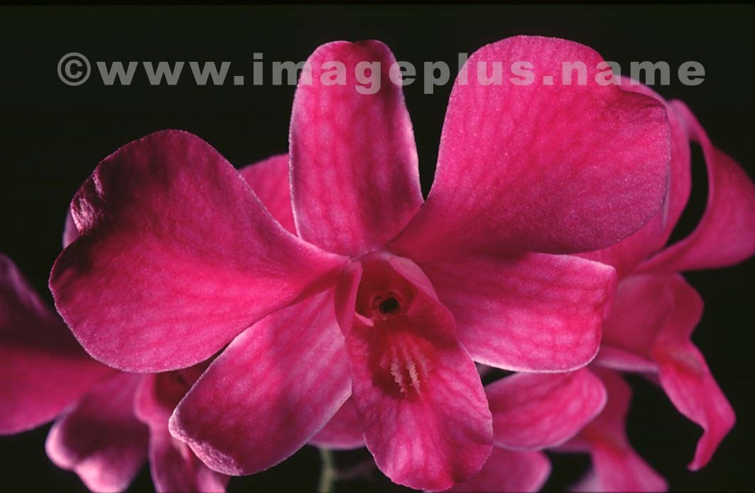 010-Dindrobium-A.jpg
