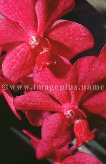 005-Vanda.jpg