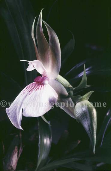 001-Zygosepalium labiosum.jpg