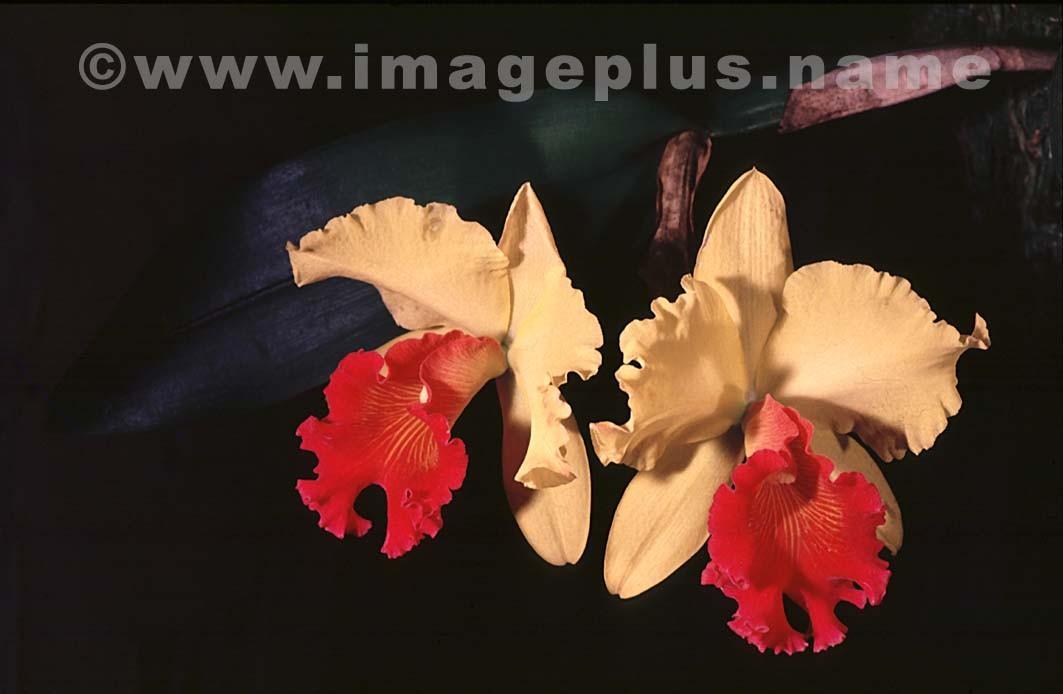 011-Cattleya-A.jpg