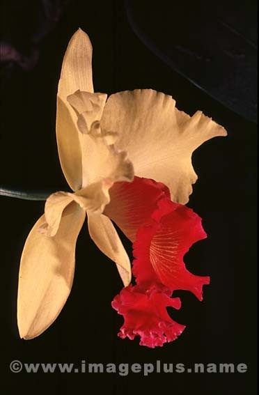 012-Cattleya-A.jpg