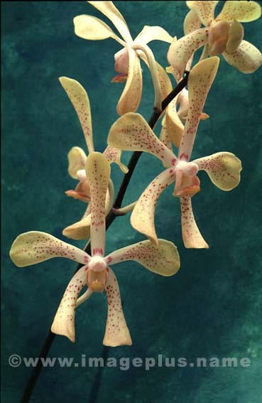 013-Arachnis-A.jpg
