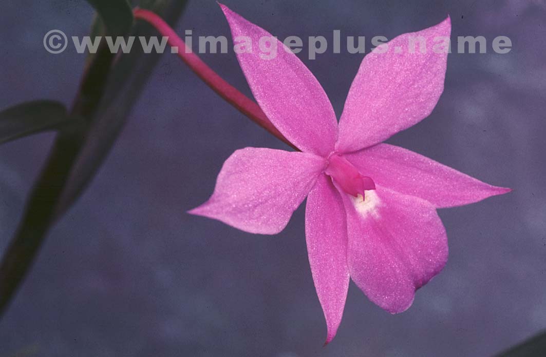 014-Dimerandra-A.jpg
