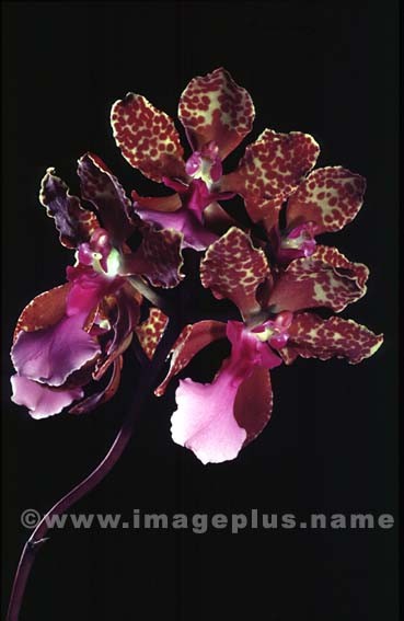 015-Oncidium lanceanum-A.jpg