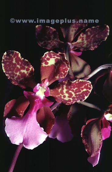 016-Oncidium lanceanum-A.jpg
