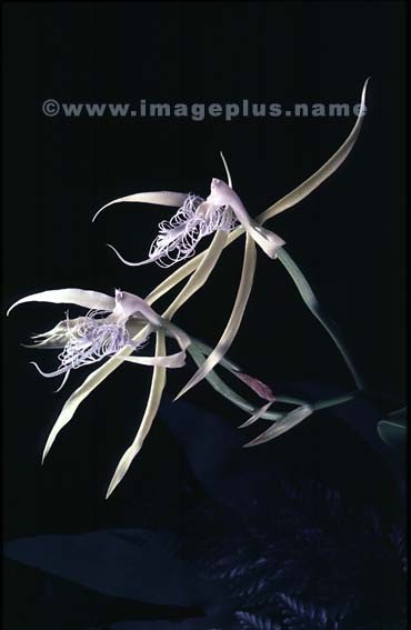 018-Epidendrum ciliare-A.jpg
