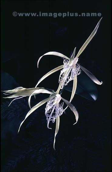 019-Epidendrum ciliare-A.jpg