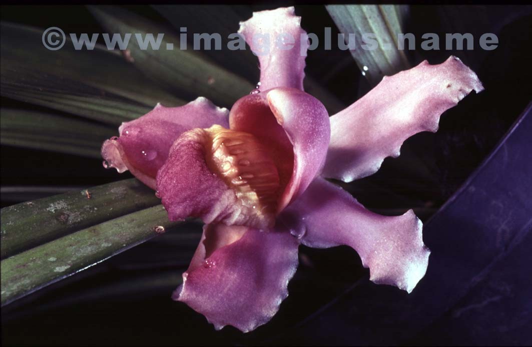 020-Bolea violacea-A.jpg
