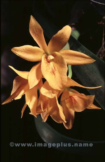 021-Cattleya jaune-A.jpg