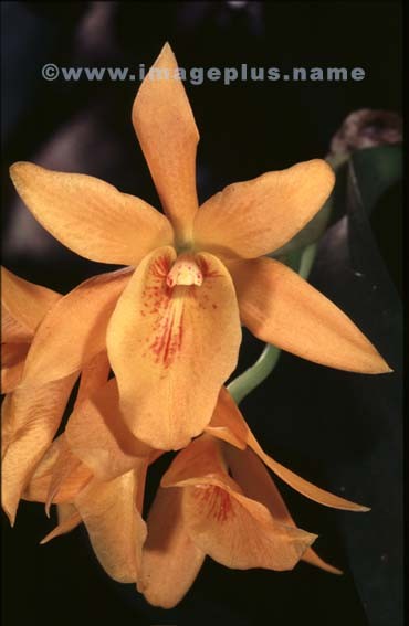 022-Cattleya jaune-A.jpg