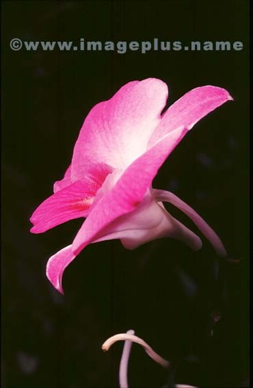 024-Dendrobium-A.jpg