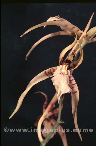 030-Brassia lanceana-A.jpg