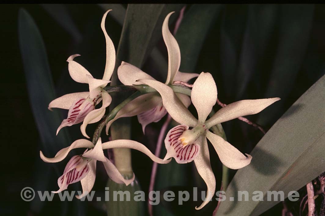 044-Encyclia fragans-A.jpg