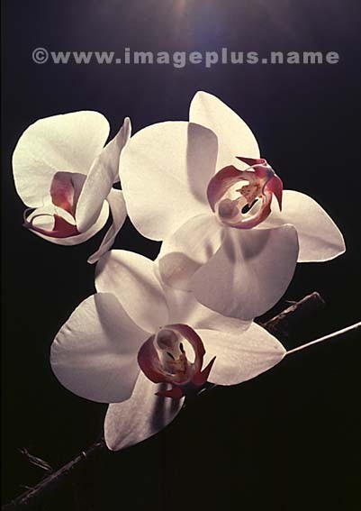 049-Phalaenopsis-A.jpg