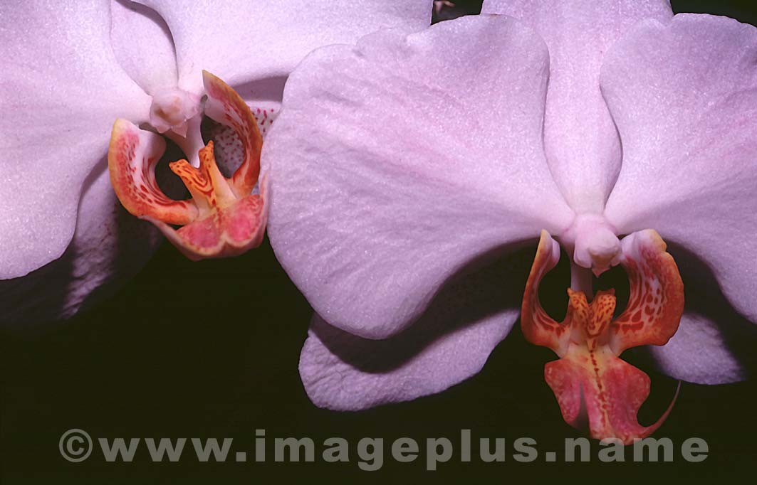 050-Phalaenopsis-A.jpg