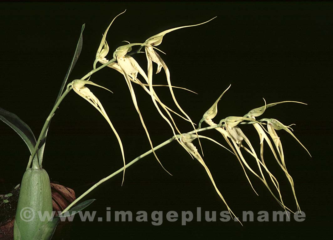 053-Brassia candidata-A.jpg