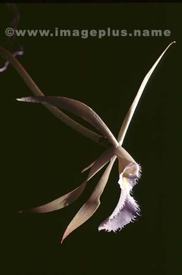 054-Brassia vola martiana-.jpg