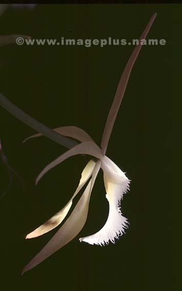 055-Brassia vola martiana-.jpg