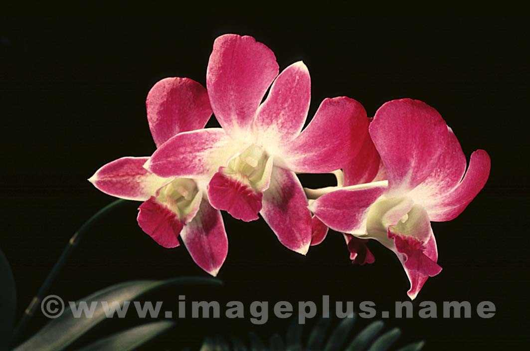 058-Dendrobium-A.jpg