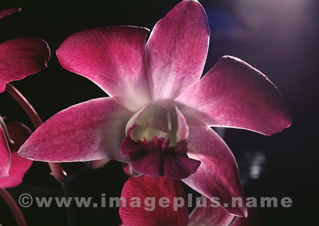 059-Dendrobium-A.jpg