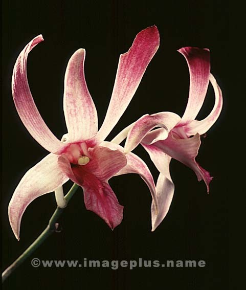 060-Dendrobium-A.jpg