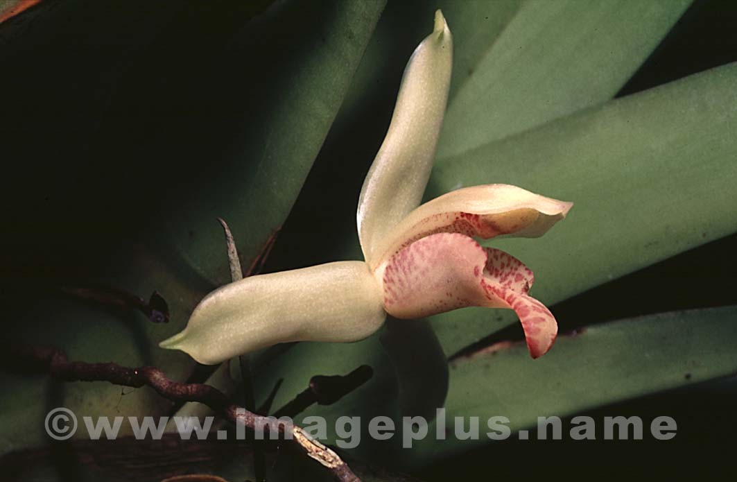 061-Maxillaria-A.jpg