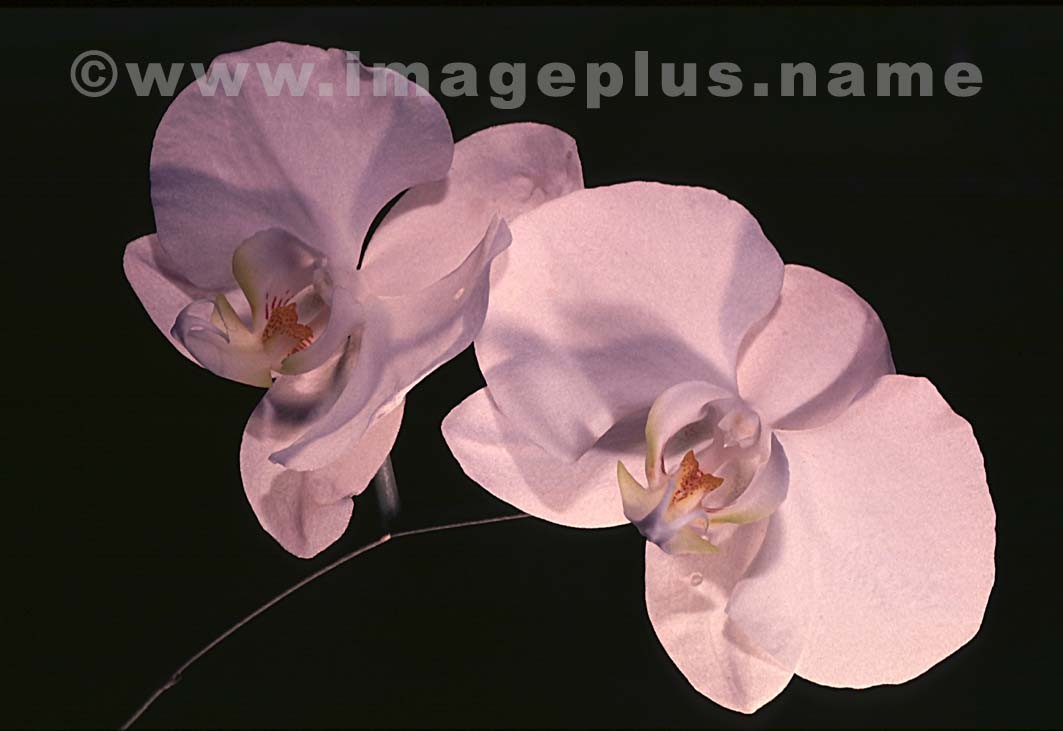 062-Phalaenopsis-A.jpg