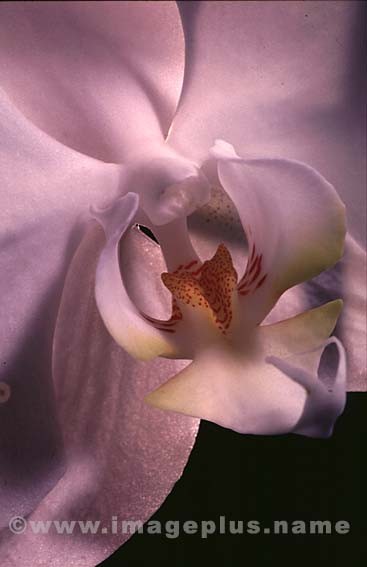 063-Phalaenopsis-A.jpg