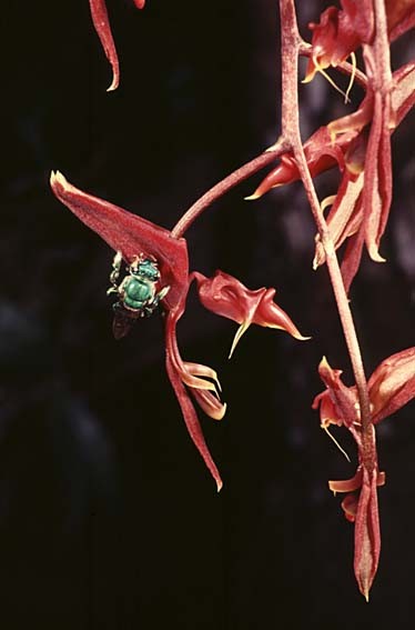 069-Gongora-A.jpg