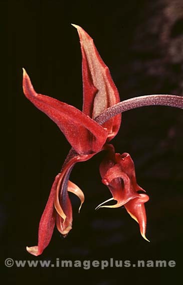 070-Gongora-A.jpg
