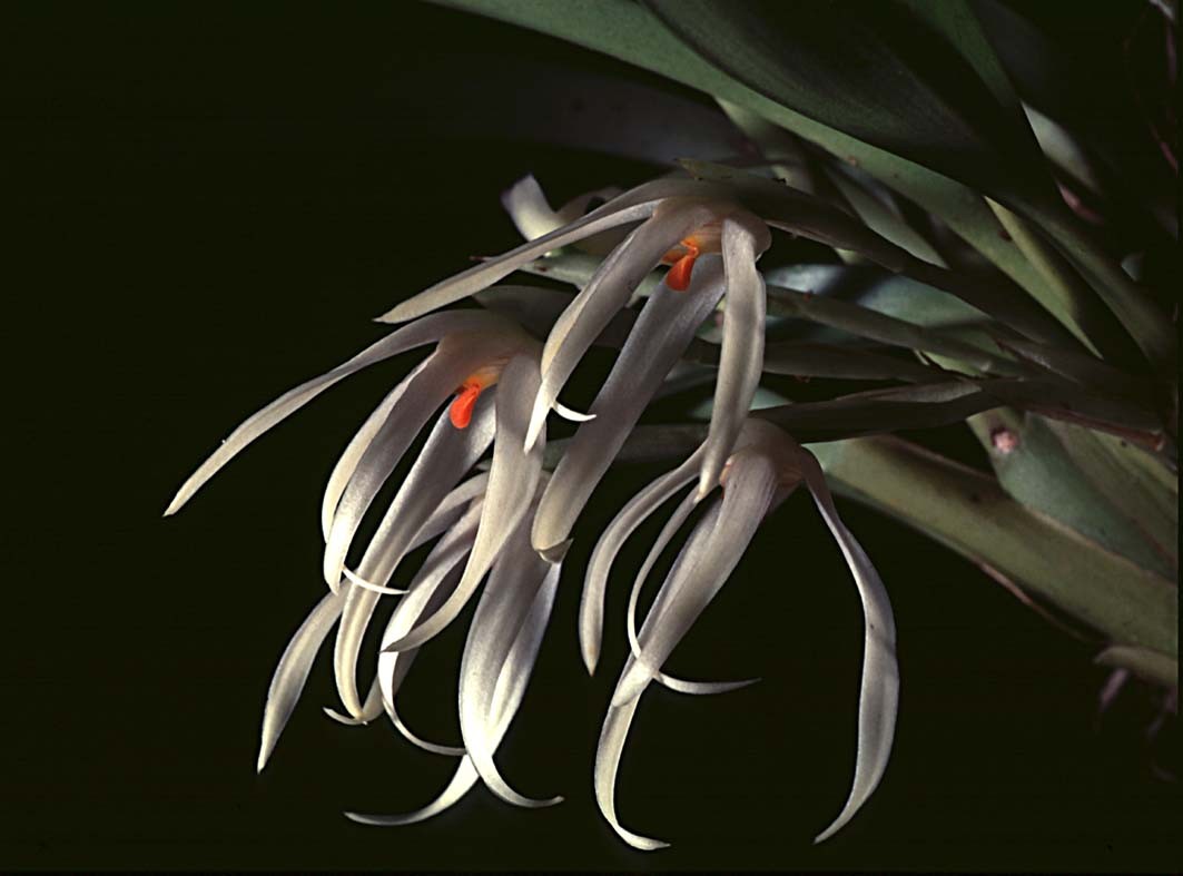 075-Maxillaria splenden-A.jpg