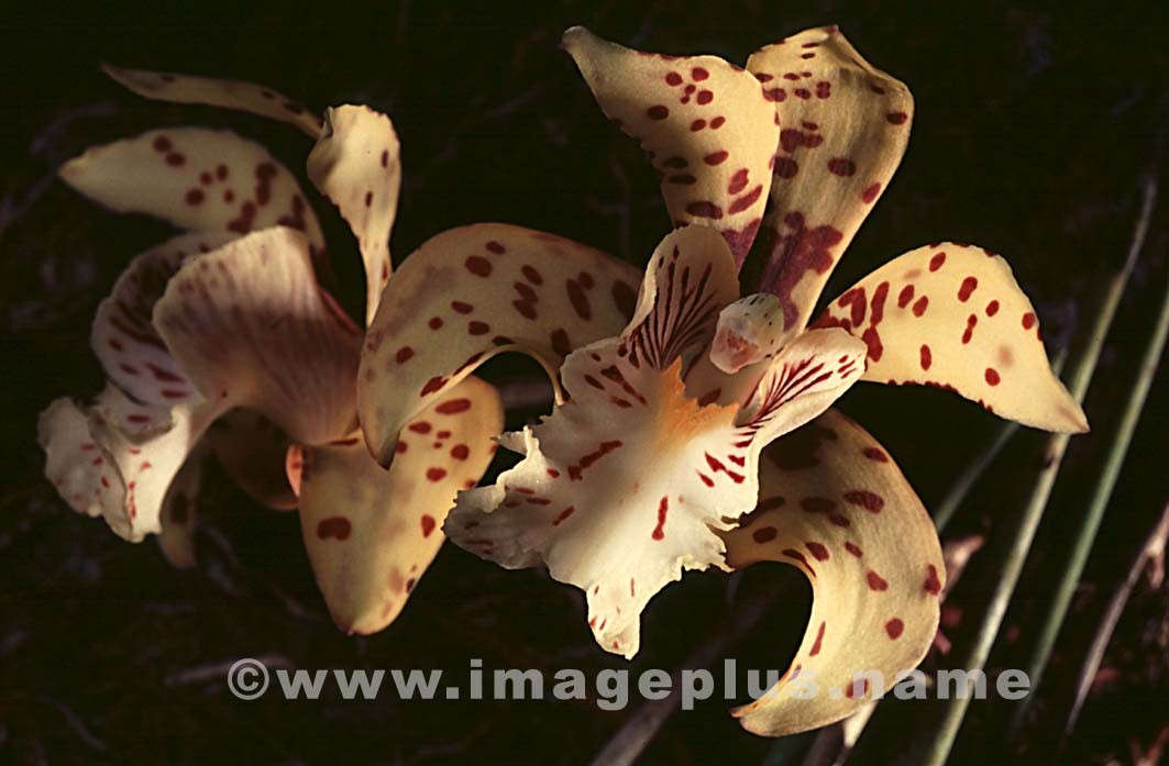 076-Scuticaria steelei-A.jpg