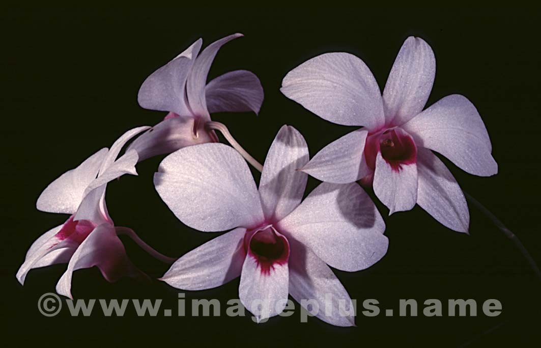 083-Maxillaria-A.jpg
