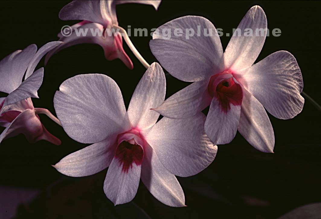 084-Maxillaria-A.jpg