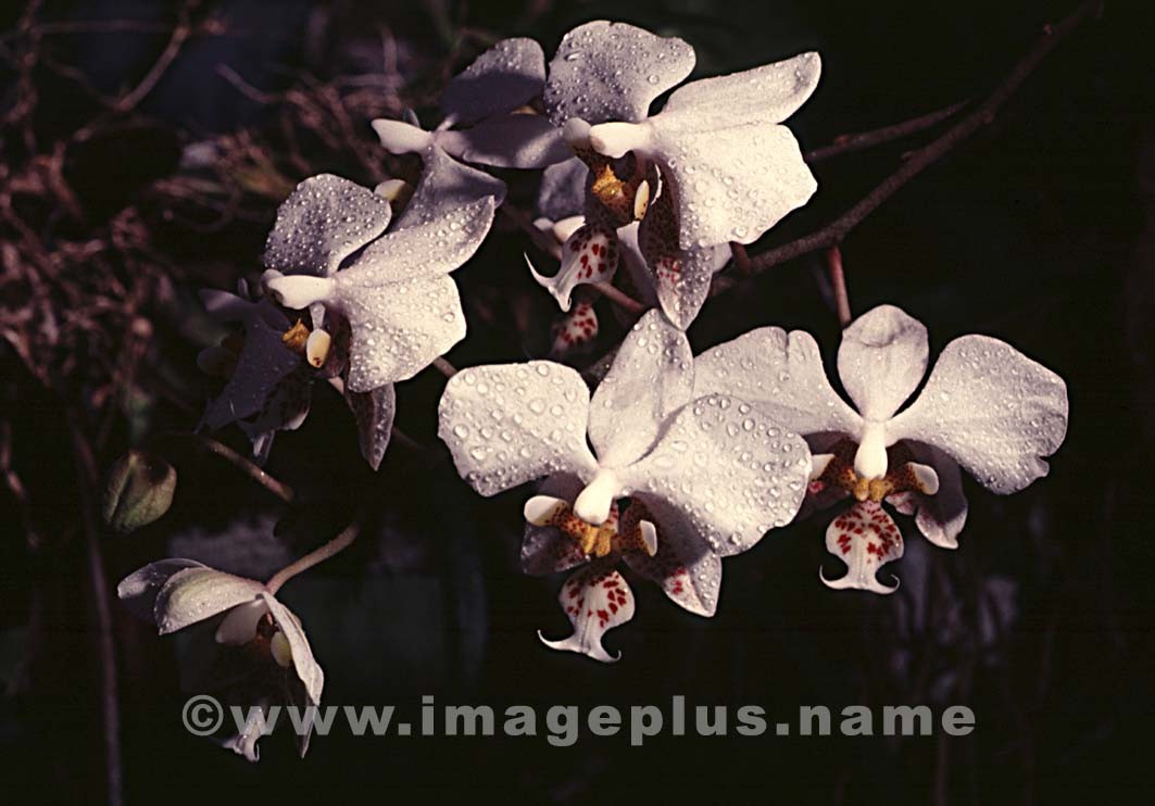 085-Phalaenopsis-A.jpg