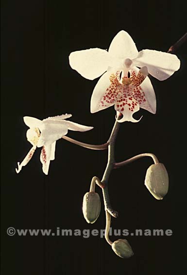 086-Phalaenopsis-A.jpg