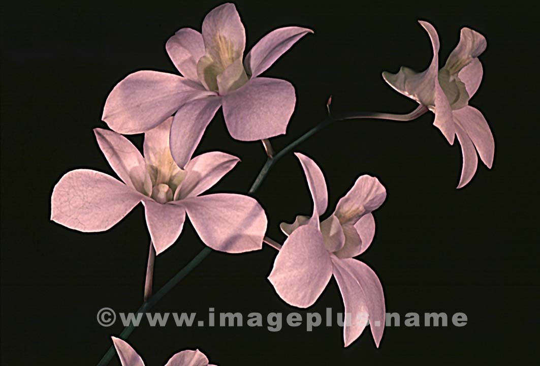 091-Dendrobium-A.jpg