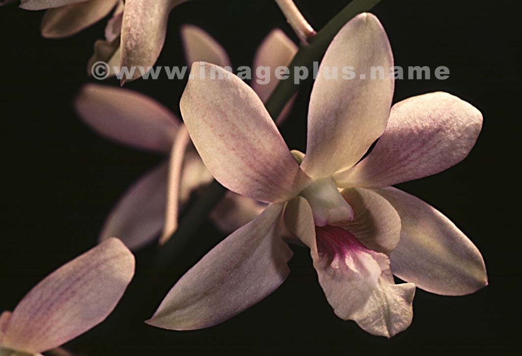 092-Dendrobium-A.jpg