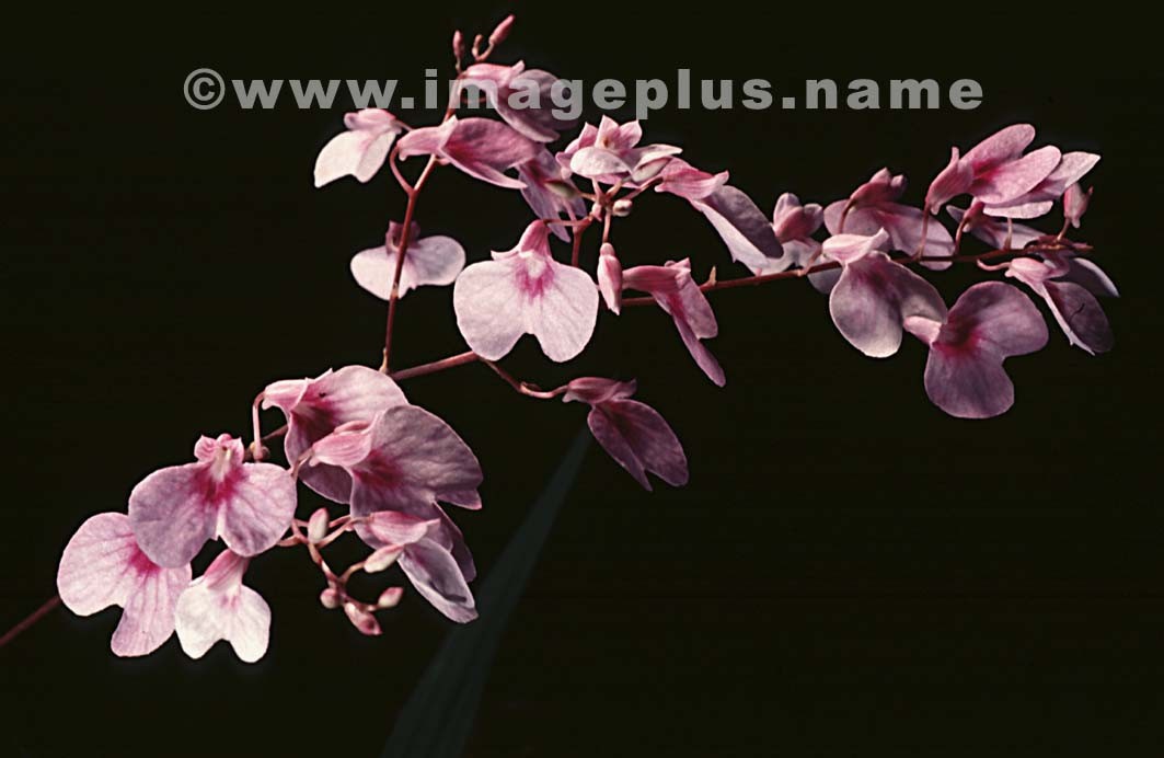 096-Maxillaria violacea-A.jpg