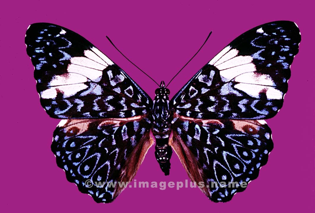 030-11a-Nymphalidae Hamadr.jpg
