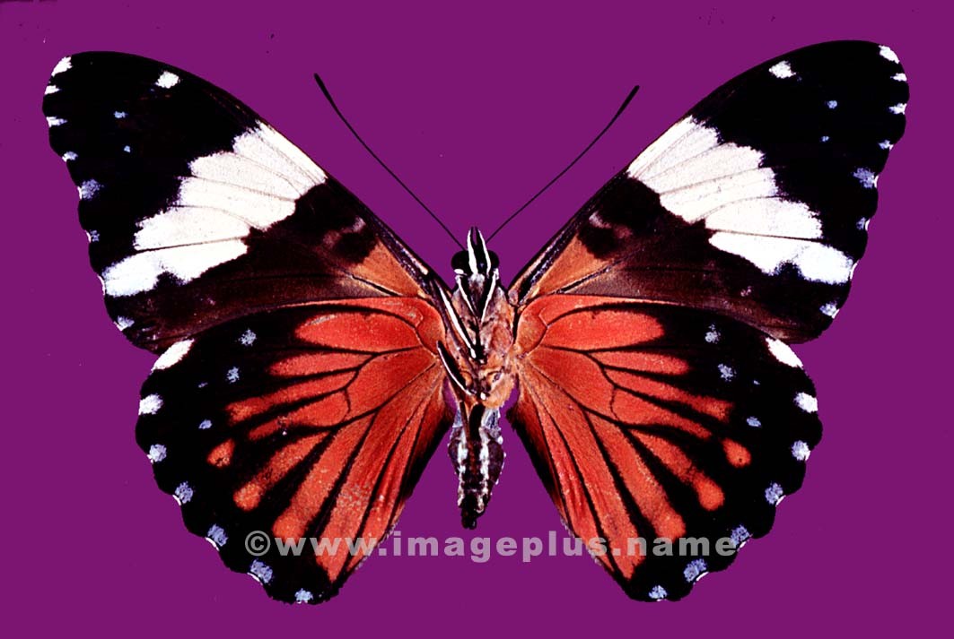 031-11b-Nymphalidae Hamadr.jpg
