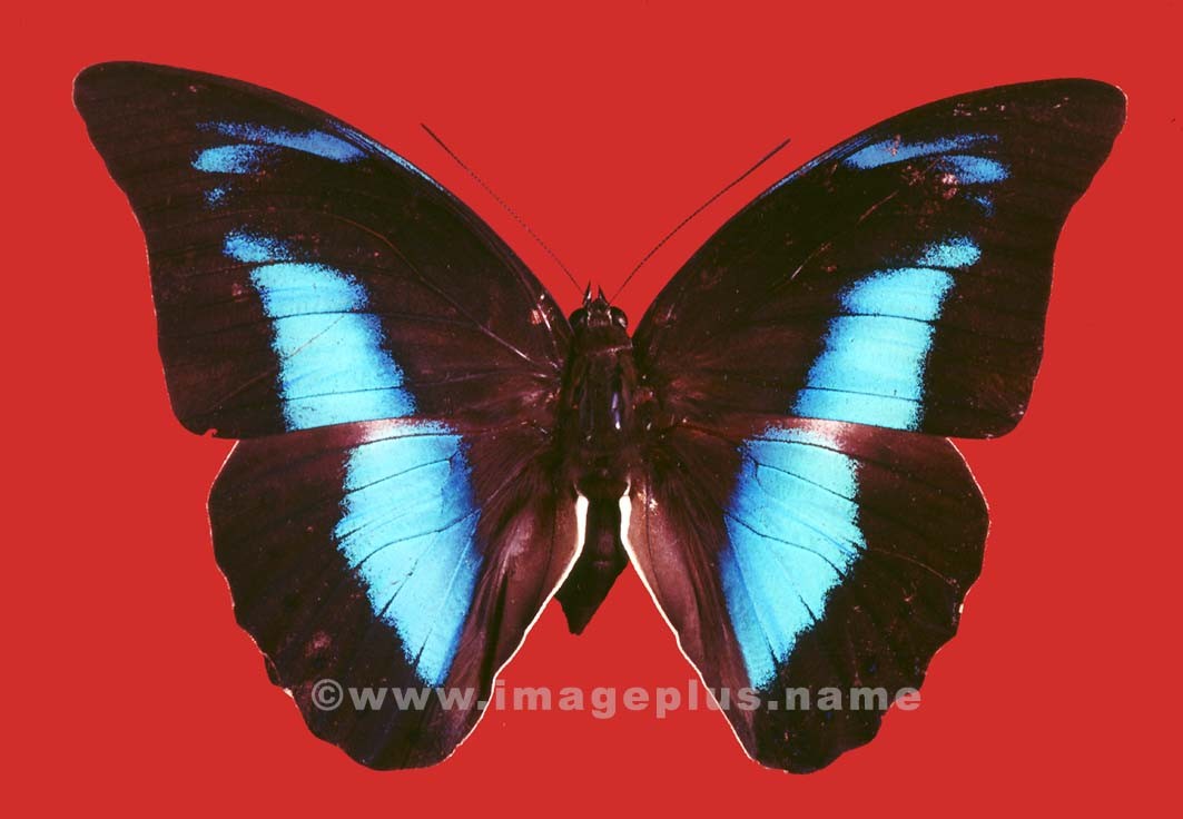 036-15a-Papilionidae.jpg