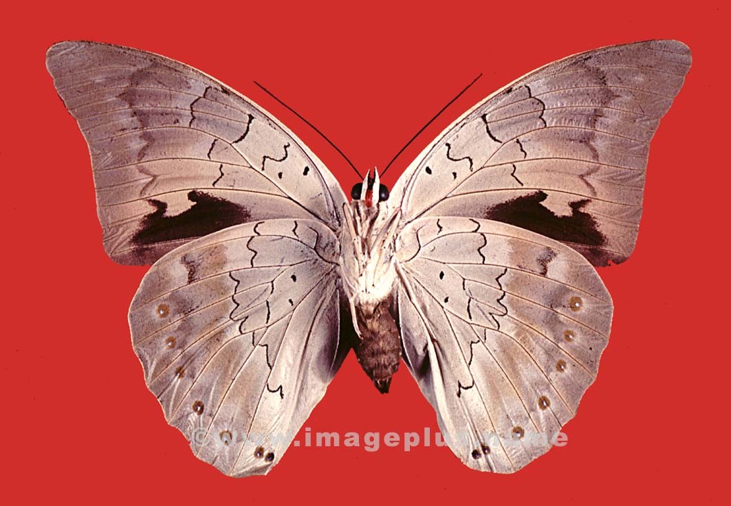 037-15b-Papilionidae.jpg