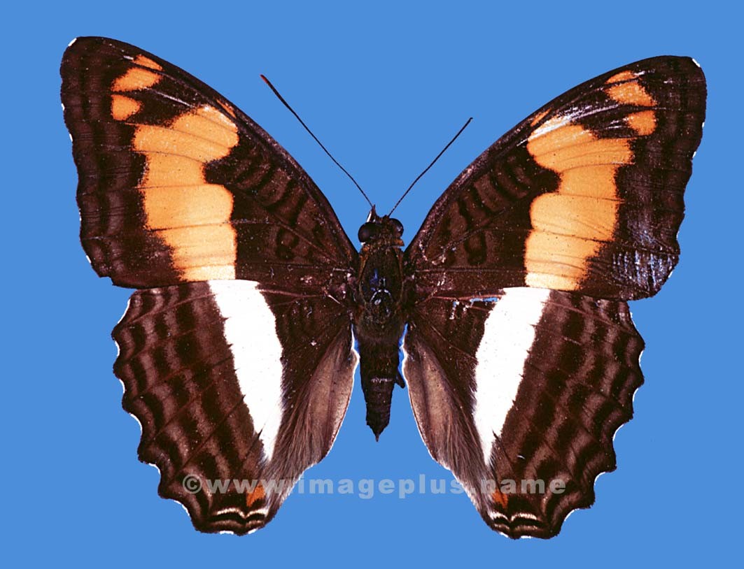 040-17a-Nymphalidae Adelpha.jpg