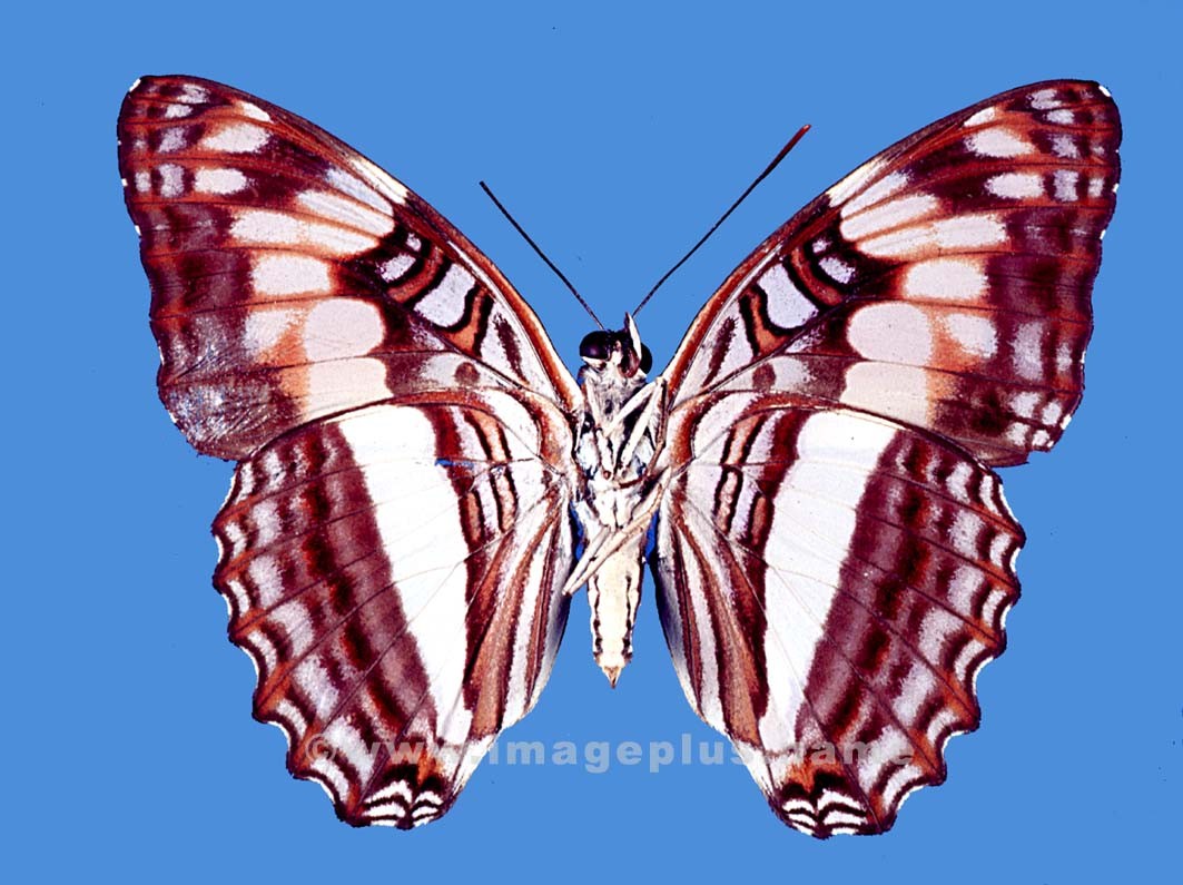 041-17b-Nymphalidae Adelpha.jpg
