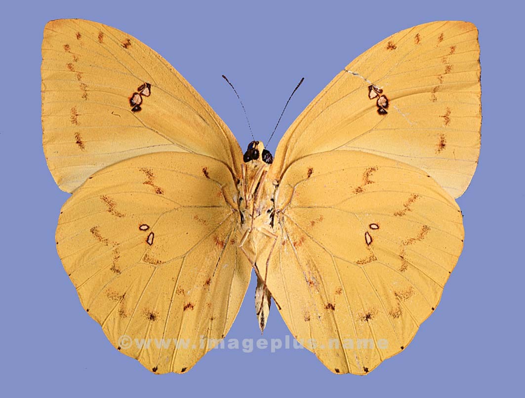 045-20b-Pieridae.jpg