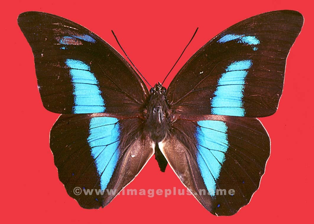 048-22a-Nymphalidae Prépona.jpg